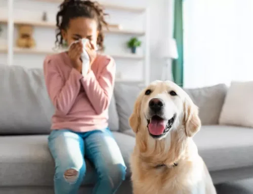 Smart Air Quality Solutions for Houston Homes: Whole Home Air Purifiers